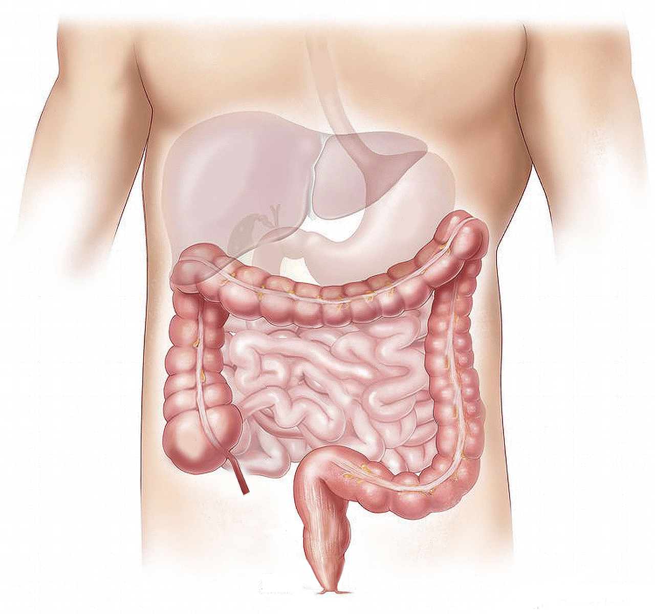 Colon Health